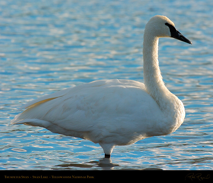 TrumpeterSwan_SwanLake_9847M