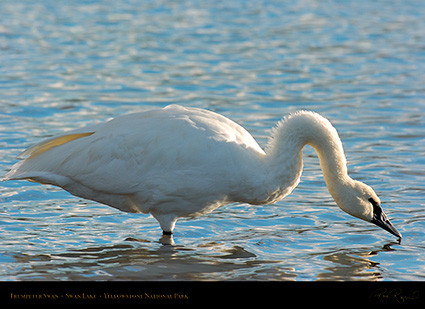 TrumpeterSwan_SwanLake_9853