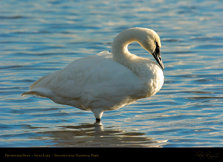 TrumpeterSwan_SwanLake_9865