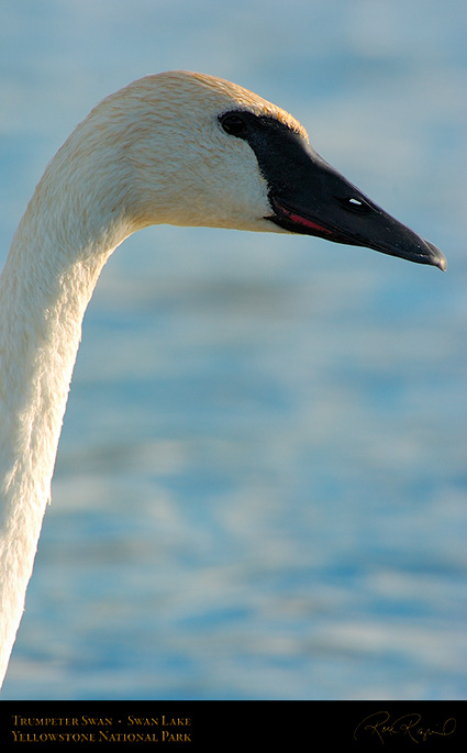 TrumpeterSwan_SwanLake_9868