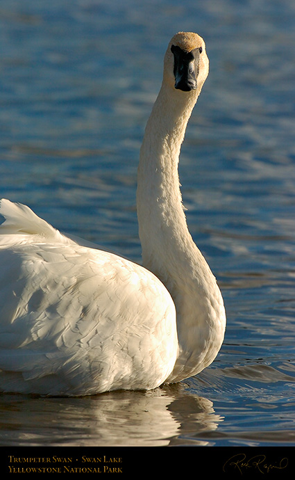 TrumpeterSwan_SwanLake_9876