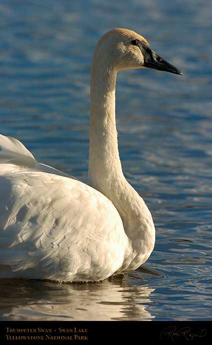 TrumpeterSwan_SwanLake_9880