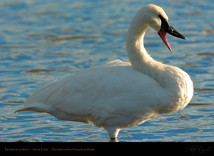 TrumpeterSwan_SwanLake_9896