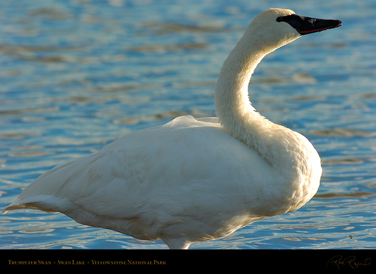 TrumpeterSwan_SwanLake_9899