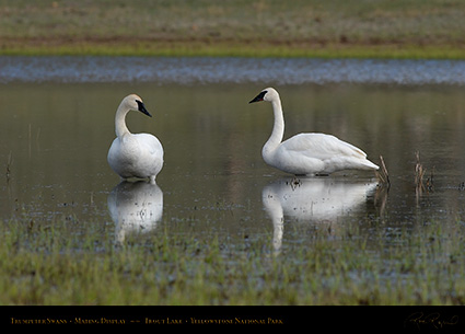 TrumpeterSwans_MatingDisplay_5956