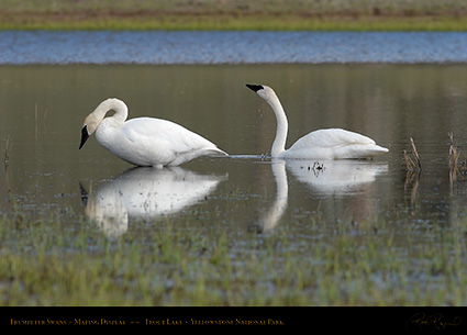 TrumpeterSwans_MatingDisplay_5959