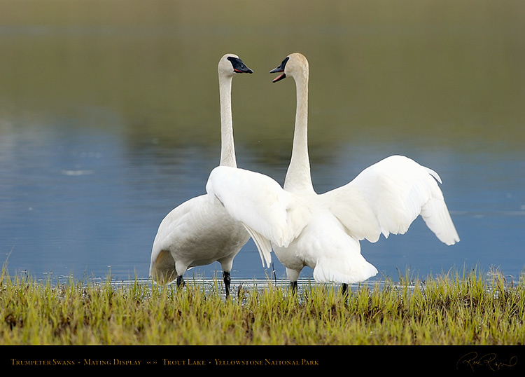 TrumpeterSwans_MatingDisplay_7352