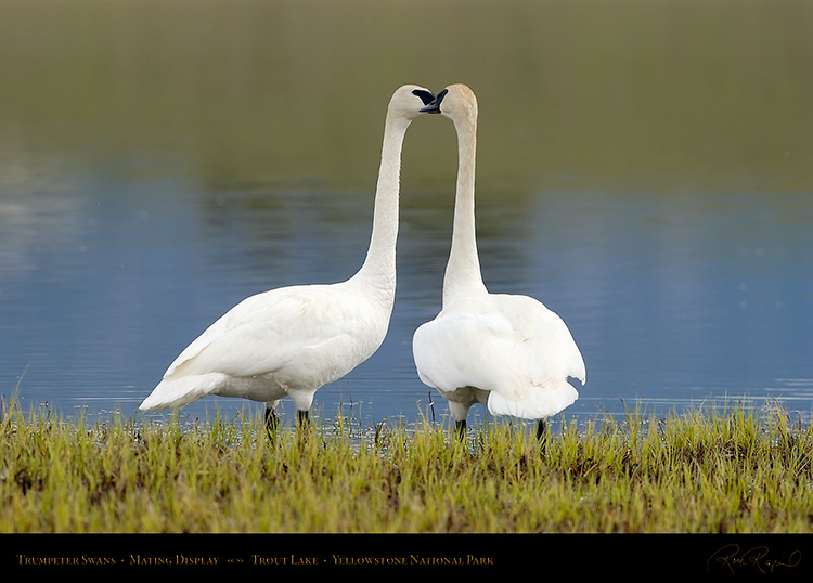 TrumpeterSwans_MatingDisplay_7354