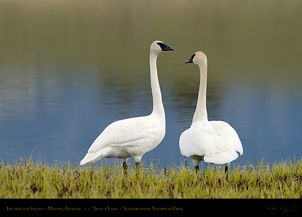 TrumpeterSwans_MatingDisplay_7361