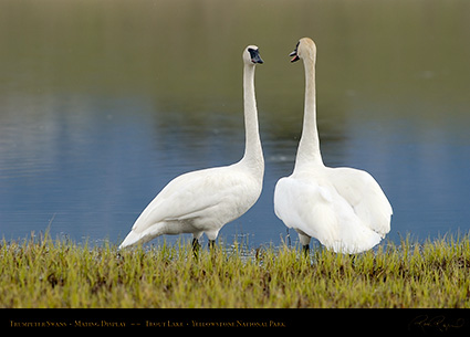 TrumpeterSwans_MatingDisplay_7363