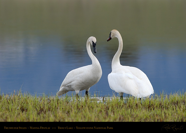 TrumpeterSwans_MatingDisplay_7364