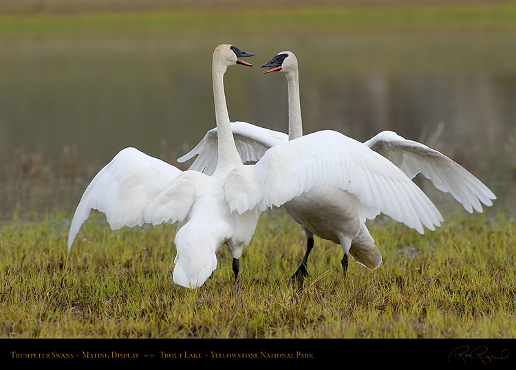 TrumpeterSwans_MatingDisplay_7384