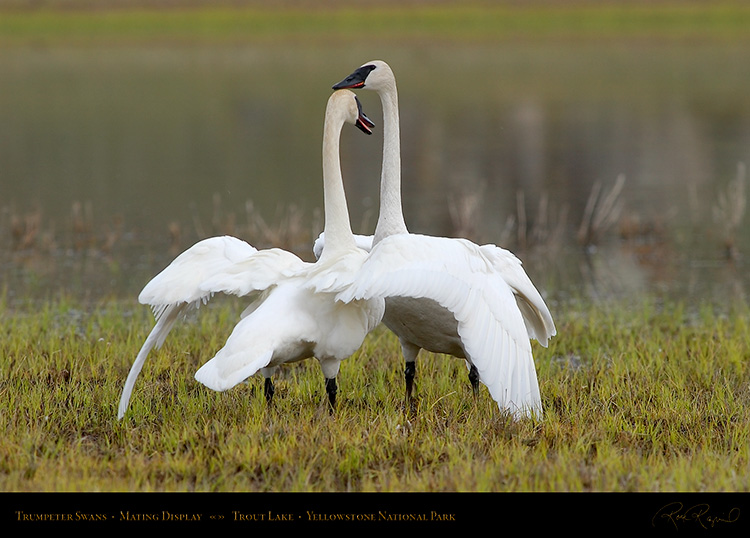 TrumpeterSwans_MatingDisplay_7386