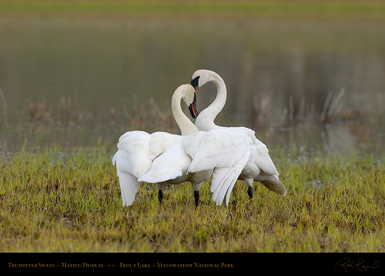 TrumpeterSwans_MatingDisplay_7391