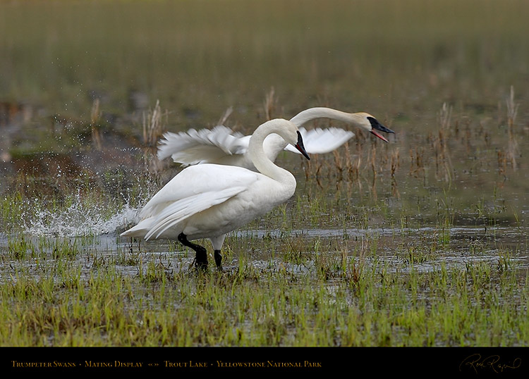 TrumpeterSwans_MatingDisplay_7394