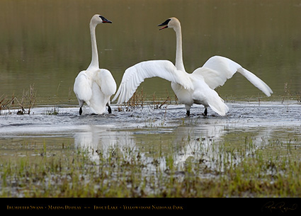 TrumpeterSwans_MatingDisplay_7400