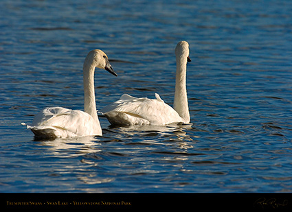 TrumpeterSwans_SwanLake_9909