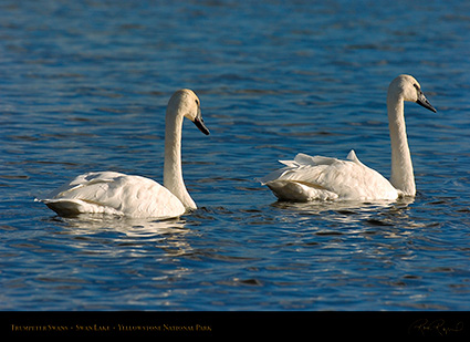 TrumpeterSwans_SwanLake_9913