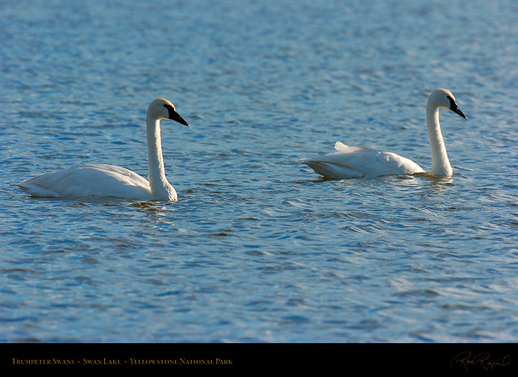 TrumpeterSwans_SwanLake_9921
