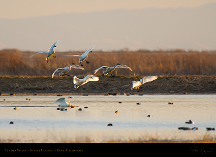 TundraSwans_SunsetLanding_X7247