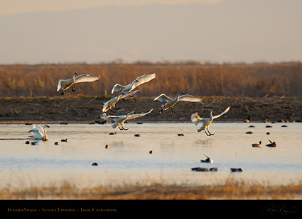 TundraSwans_SunsetLanding_X7249