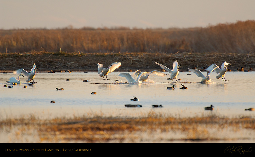 TundraSwans_SunsetLanding_X7254_16x9