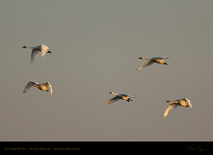 TundraSwans_Sunset_X7232