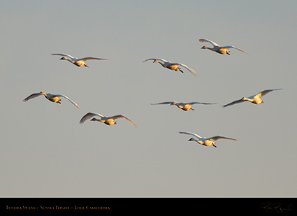 TundraSwans_Sunset_X7239