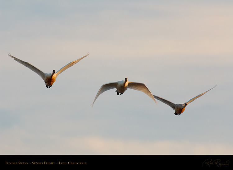 TundraSwans_Sunset_X7264