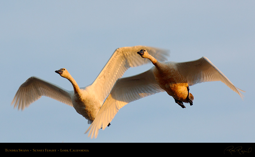 TundraSwans_Sunset_X7268_16x9