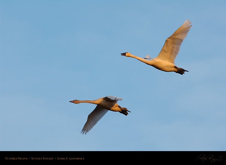 TundraSwans_Sunset_X7279