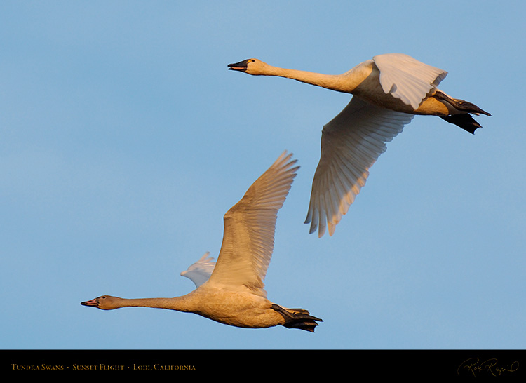 TundraSwans_Sunset_X7280