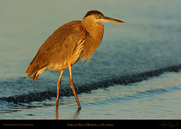 GBHeron_Sunrise_1260