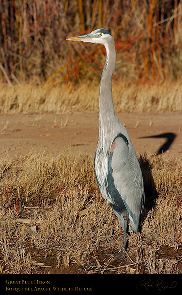 GreatBlueHeron_1798