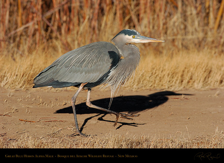 GreatBlueHeron_AlphaMale_1841