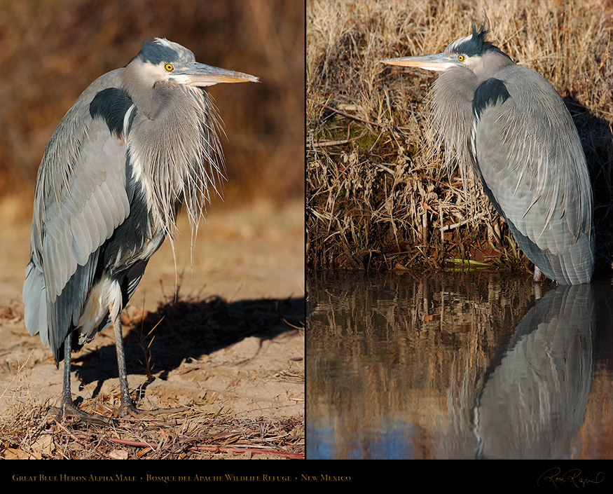 GreatBlueHeron_AlphaMale_1898_1814