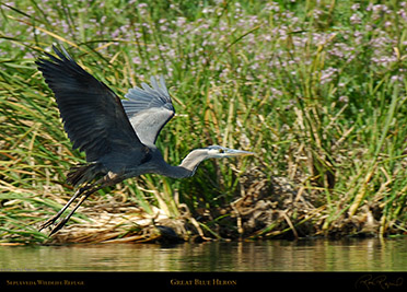 GreatBlueHeron_X0911