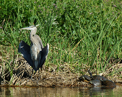 GreatBlue_Flasher_X0475M