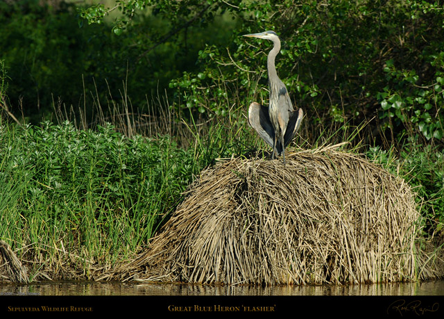 GreatBlue_Flasher_X0530