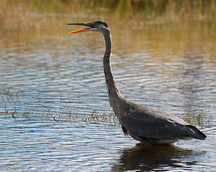 GreatBlue_Heron_Hunting_0573M