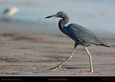 LittleBlueHeron_0931