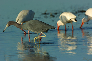 LittleBlueHeron_1525