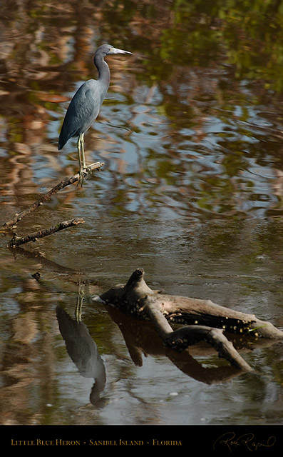 LittleBlueHeron_1673