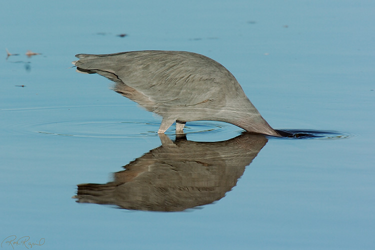 LittleBlueHeron_Sunrise_0621