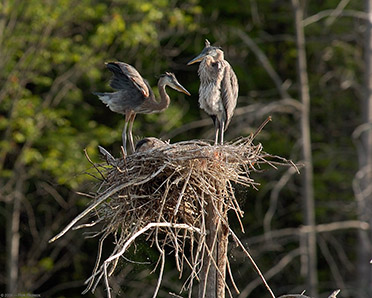 Nesting_GBH_TryingOut_theWings_5555