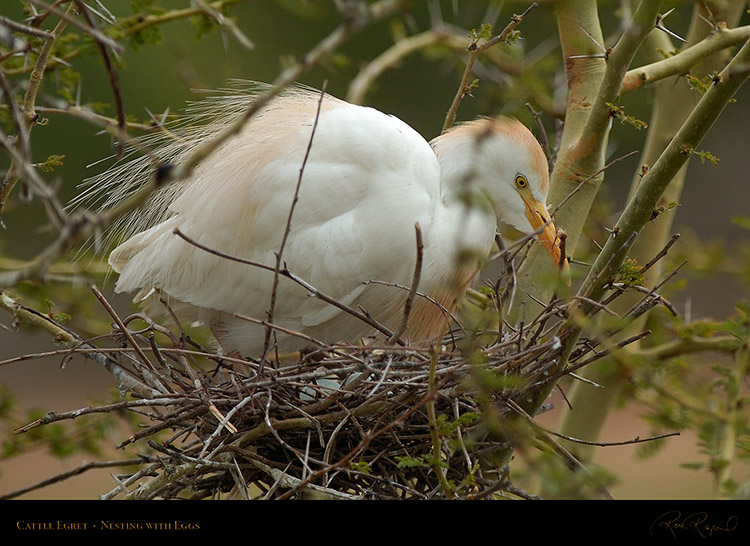 CattleEgret_Nesting_wEggs_HS0495