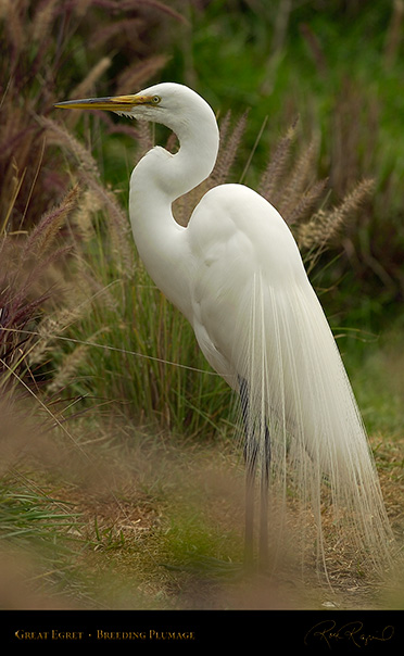 GreatEgret_BreedingPlumage_9168