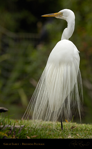 GreatEgret_BreedingPlumage_HS0455