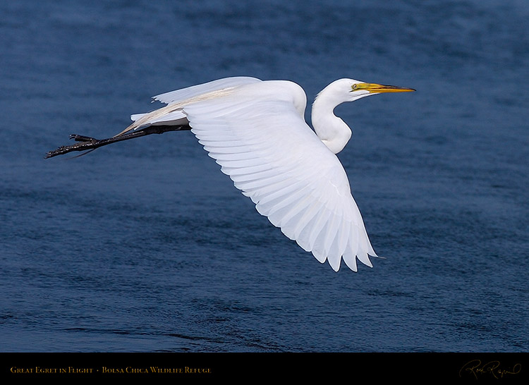 GreatEgret_Flight_HS4772