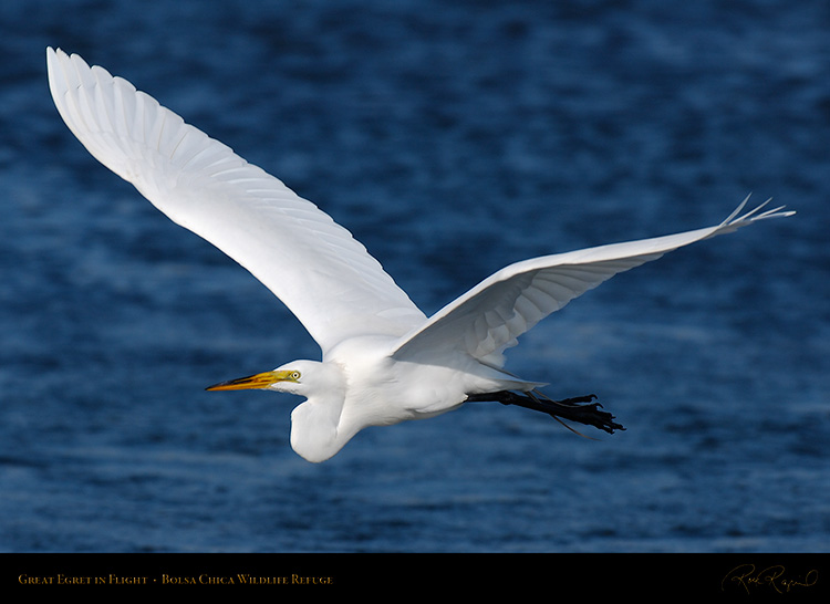 GreatEgret_Flight_X4592